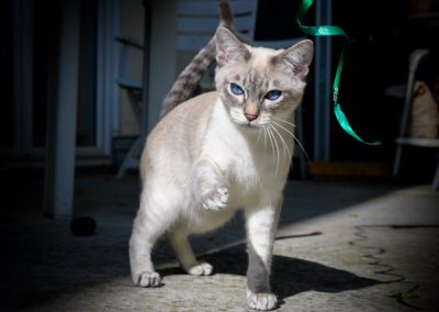 Aaron Thai blue tabby point
